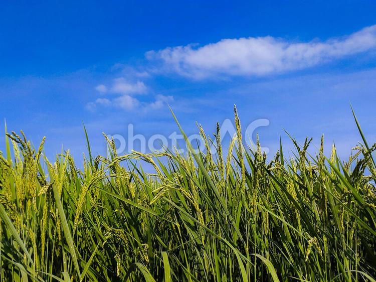 夏の田園風景 夏の田園,田んぼ,田園の写真素材