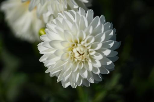 ダリア(HAKU) ダリア(HAKU) ダリア,haku,白色の写真素材