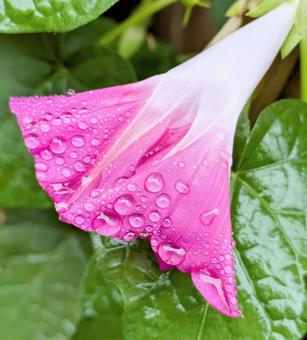 Photo, flower, rain drops, plant, 