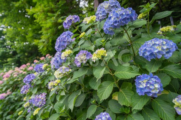アジサイたくさん あじさい,紫陽花,アジサイの写真素材