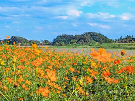 キバナコスモスと青空 キバナコスモス,秋,秋の花の写真素材
