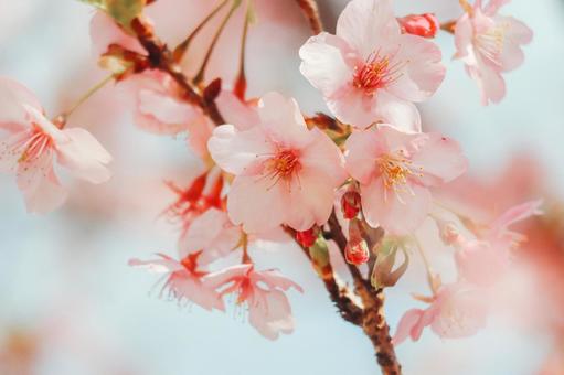 Blooming beautifully, JPG Blooming beautifully, JPG