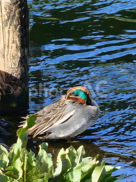 毛繕いをしているコガモのオス コガモ,野鳥,オスの写真素材