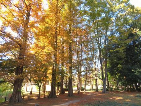 秋の公園風景 秋の公園風景の写真