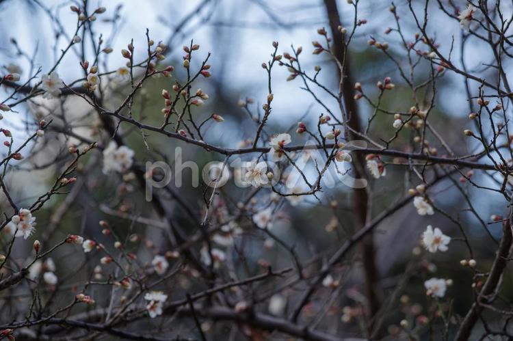 赤坂氷川神社で1月に咲く梅 伝統的な,境内,日本の写真素材
