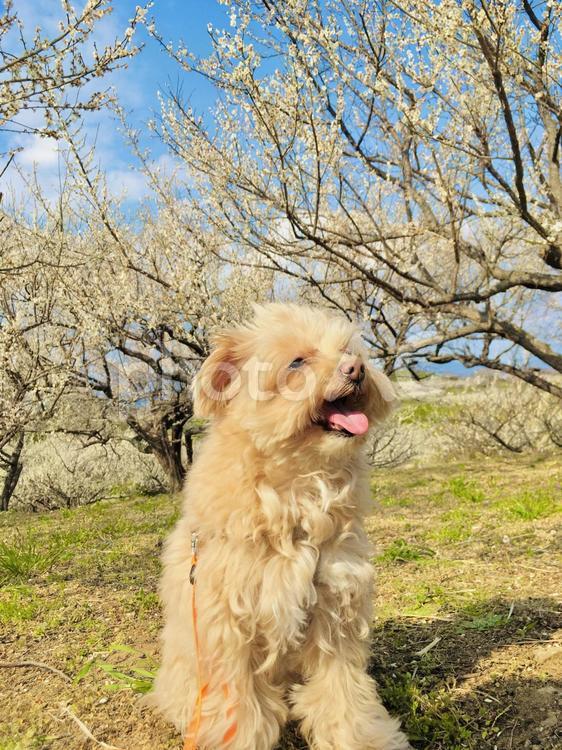 梅林と犬 梅,ワンコ,自然の写真素材