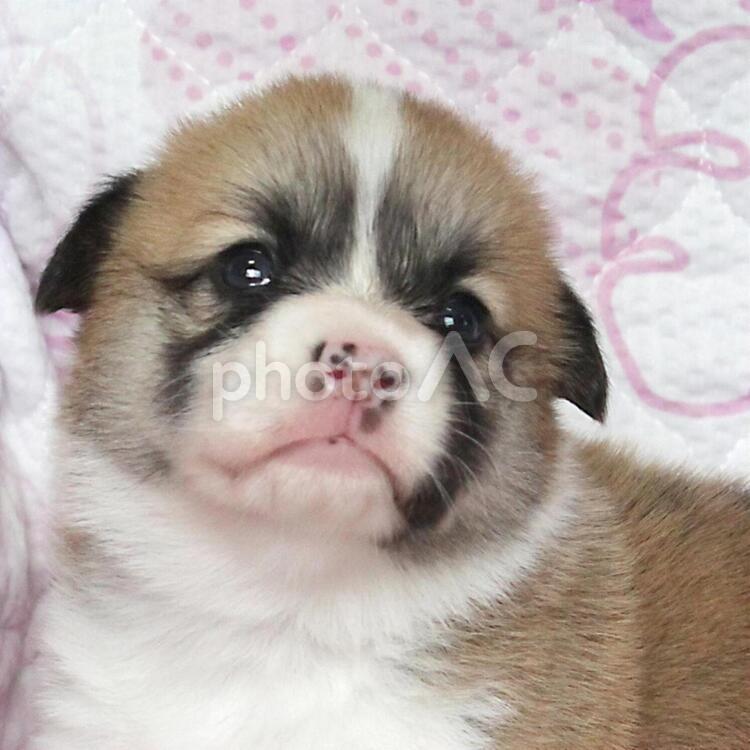 可愛いコーギーの子犬お顔アップ ペット,犬,コーギーの写真素材