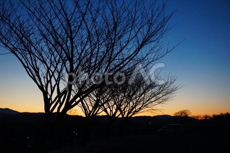 夕焼けと木のシルエット 夕焼け,空,木の写真素材
