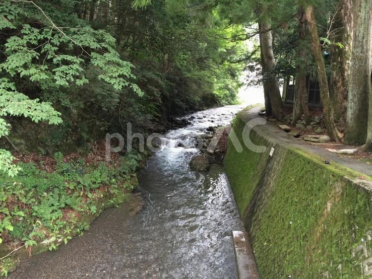 涼しげな川の流れと苔の壁 自然,風景,川の写真素材