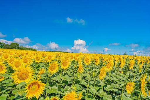 北海道 北竜町ひまわりの里 北海道 北竜町ひまわりの里 北海道,日本,北竜の写真素材