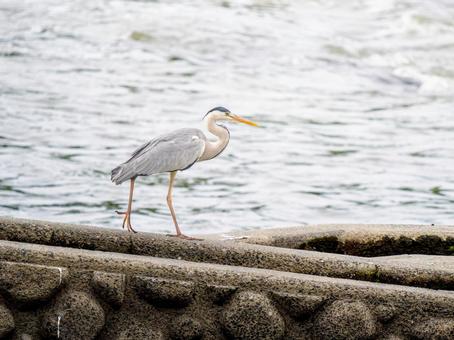水辺のアオサギ サギ,アオサギ,野鳥の写真素材