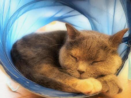 魅惑の眠り猫 魅惑の眠り猫の写真
