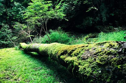 苔むした倒木と深い森の緑 倒木,苔,苔むしたの写真素材