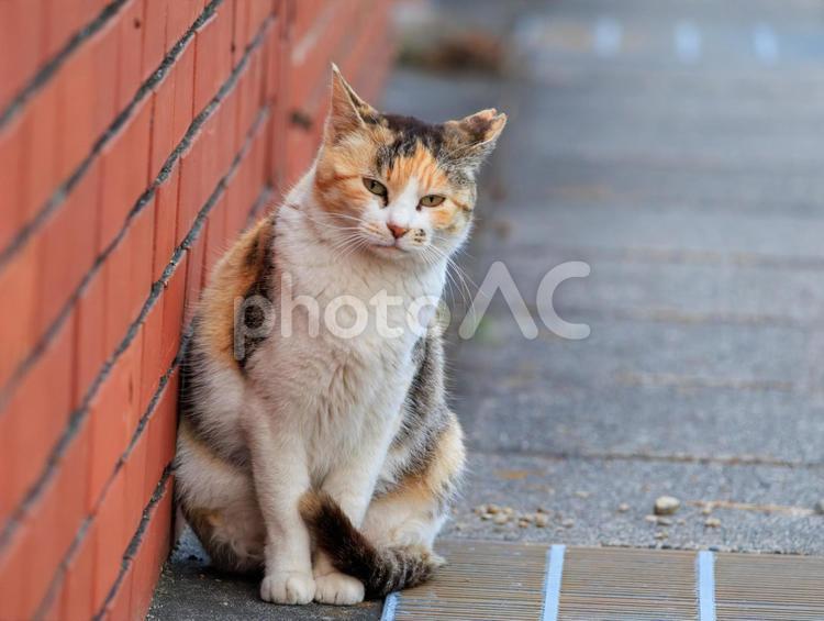 海の公園で出会った三毛猫さんです。 猫,野良猫,地域猫の写真素材