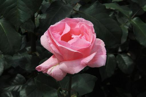 バラ・薔薇 クイーンエリザベス バラ・薔薇 クイーンエリザベスの写真