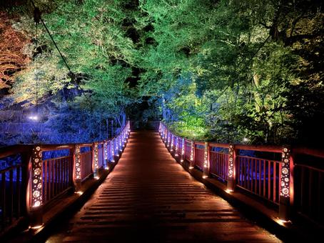 紅葉ライトアップ 紅葉,ライトアップ,秋の写真素材