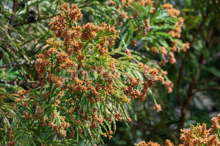 これから花粉を巻き散らす杉の穂 植物,自然,葉の写真素材