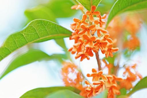 キンモクセイのかわいい金色の花 キンモクセイ,秋の花,花びらの写真素材