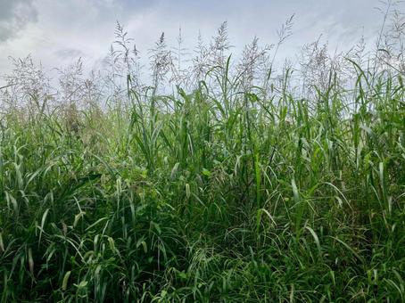 雑草が生い茂る空き地、草むら 雑草が生い茂る空き地、草むら 雑草,草むら,空き地の写真素材
