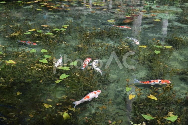 【岐阜】モネの池の風景 モネの池,名もなき池,池の写真素材