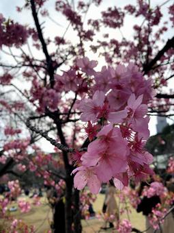 桜 桜の写真