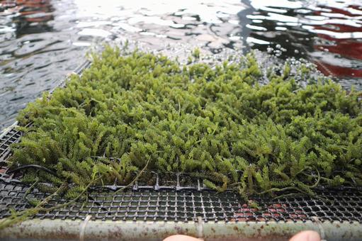 海ぶどうの養殖風景 海ぶどう,クビレヅタ,海藻の写真素材