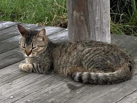 野良猫 野良猫の写真