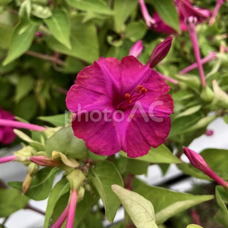 秋の花　2019年9月14日横浜市にて撮影 花,9月,フレームの写真素材