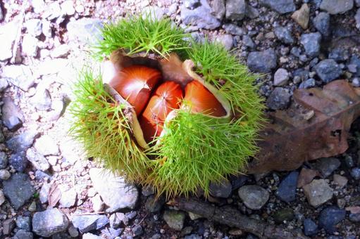 落下したイガグリ 落下したイガグリ 栗,イガグリ,秋の写真素材