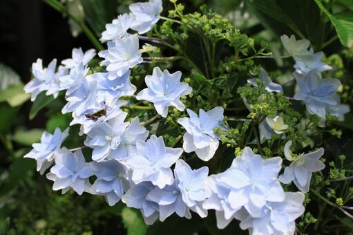 Hydrangea, ortensia, stagione piovosa, fiore, JPG