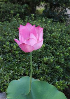 法金剛院 蓮の花 大島光蓮 法金剛院 蓮の花 大島光蓮の写真