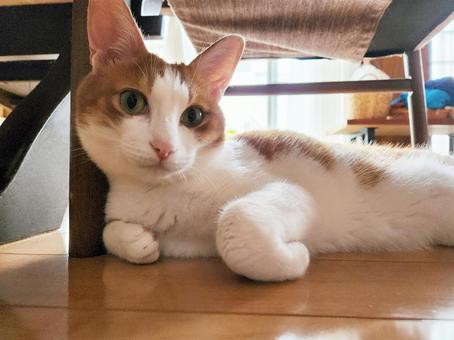 ゴロゴロしてる茶トラ猫 ゴロゴロしてる茶トラ猫 ねこ,ネコ,ペットの写真素材