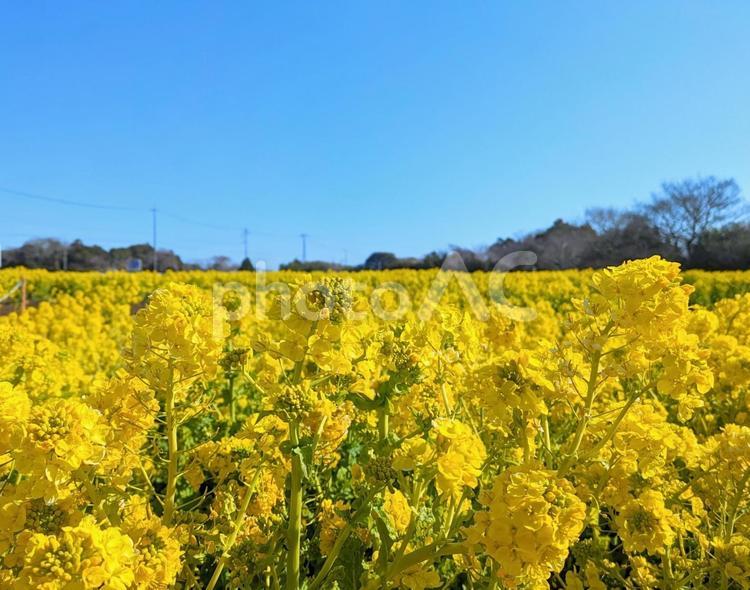 満開の菜の花畑５ 菜の花,ナノハナ,なのはなの写真素材