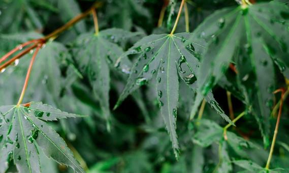 Blue maple and water drops, JPG Blue maple and water drops, JPG