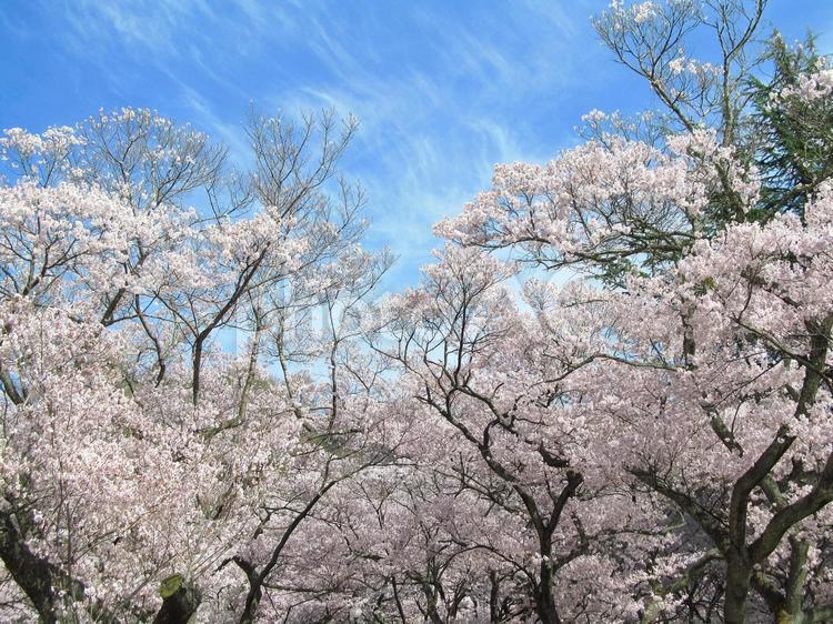桜と青空 桜,花,開花の写真素材