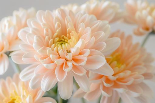 淡い色の菊の花 淡い色の菊の花の写真