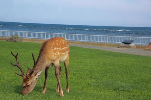 海と芝生と鹿 鹿,動物,景色の写真素材