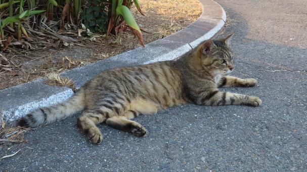 夕涼みが日課のもふもふであざとい猫様 夕涼みが日課のもふもふであざとい猫様 猫,キジトラ,寝転ぶの写真素材