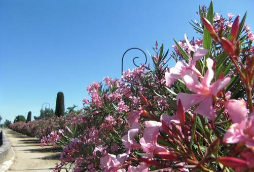 Tarascon france,tarascon,南仏の写真素材