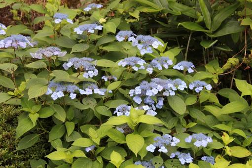 Hydrangea 97, JPG Hydrangea 97, JPG