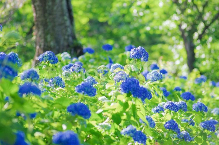 栃木県那須塩原市　東那須野公園の紫陽花 栃木県,那須塩原市,紫陽花の写真素材