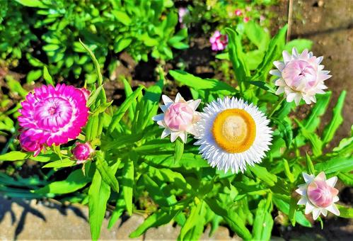 ピンクと白の花 ピンクと白の花の写真