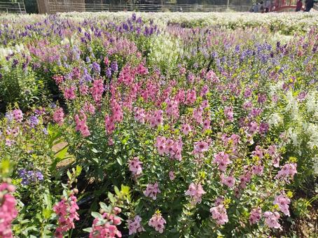 花畑 花,花畑,金魚草の写真素材