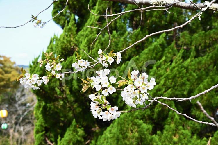 桜　サクラ　新宮城跡の桜　丹鶴城跡 桜,サクラ,新宮城跡の桜の写真素材
