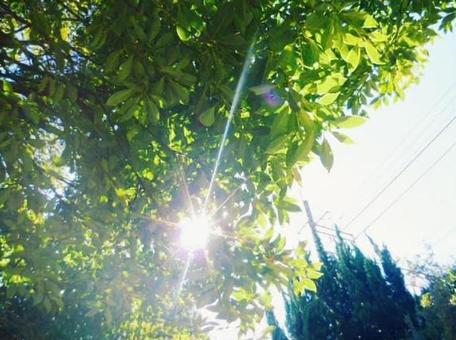 Sunlight filtering through the trees, sunbeams leaves, sky, natural, JPG