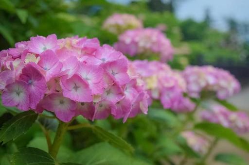 アジサイの写真