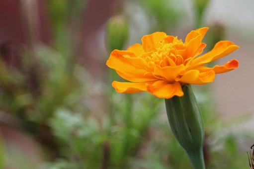 オレンジのマリーゴールド マリーゴールド,花,植物の写真素材