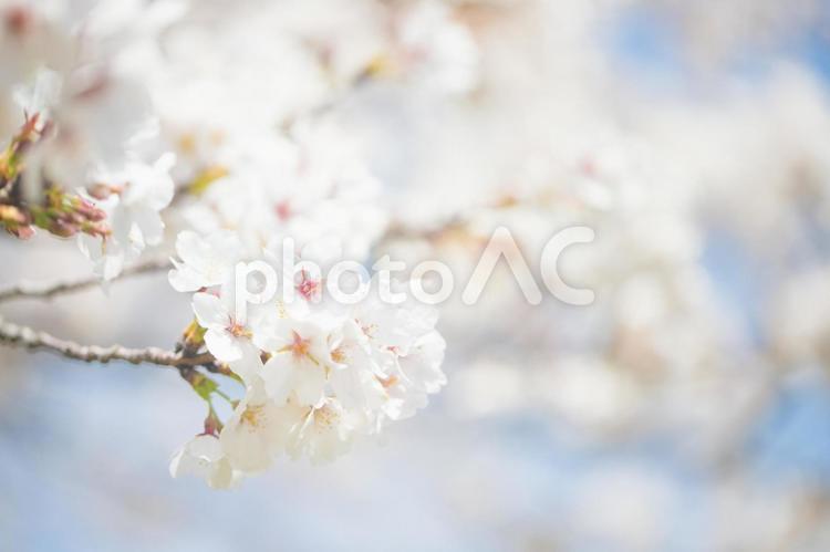 満開の桜（ソメイヨシノ） 桜,ソメイヨシノ,サクラの写真素材