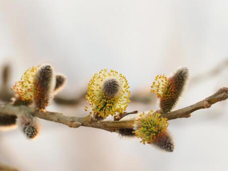 Pussy willow, cat willow, willow, plant, JPG