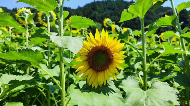 夏を抱きしめる花畑 夏を抱きしめる花畑の写真